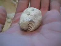 BHshellcrossBEST.webp