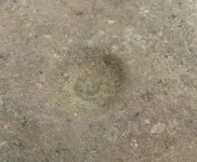 nuttingstone1.webp