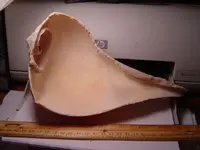 Shell dipper or bowl.webp
