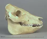 pigdom_lat.webp