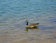 goose1sm.webp