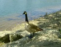 goose2sm.webp