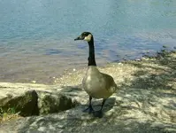 goose3sm.webp