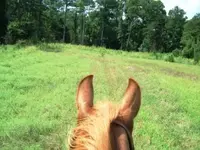 Ears.webp