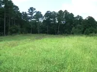 Nice field.webp