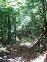 Woods.webp