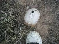 100_6962.webp