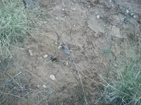 100_6967.webp