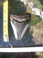 tooth 001.webp