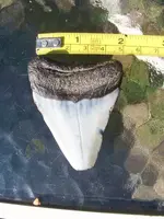 tooth 004.webp