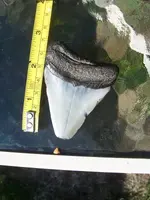 tooth 003.webp