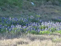IMG_0070.webp