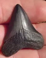 my fossils 373.webp