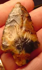 my fossils 205.webp