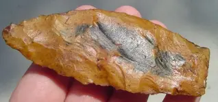 my fossils 126.webp