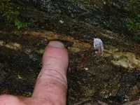 micashist with quartz.webp