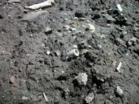 Finds (14).webp