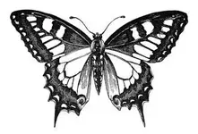 butterfly-graphics-1.webp