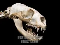 seal tooth.webp