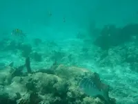 Snorkle1.webp