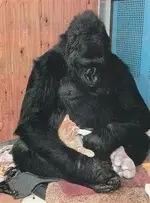 gorilla%20(WinCE).webp