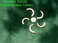 beaver tooth.webp