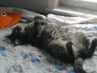 friskie on his back.webp