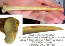 birdboneperforator.webp