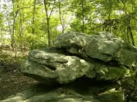 turtle2.webp