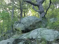 turtle1.webp