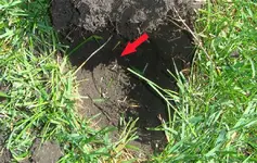 Washington in hole.webp