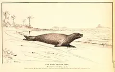 CarribeanMonkSeal_hmedium.webp