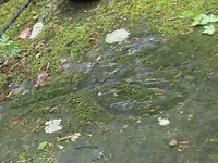 DSC00342.webp