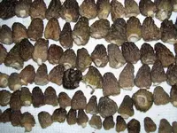 May 9 2010 Morels.webp