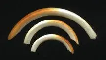 PorcupineIncisors.webp