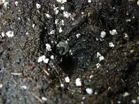 MDA_SoilHole_01_61054_7.webp