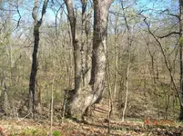 tree 1.webp
