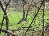 tree 2.webp