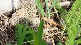DSC00911.webp