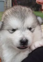 pup 001.webp