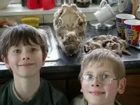 pig-5-boys-480px1[1].webp