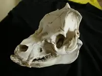 pig-4-cleaned-480px[1].webp