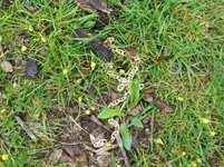 APRIL 25TH PARK GOLD 002 [].webp
