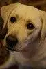 avatar_28396.webp