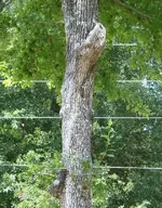 eagle_tree.webp