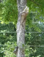 eagle_tree.webp