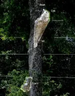 eagle_tree_2.webp