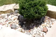 Mrs Buckhunters flower beds 4.webp