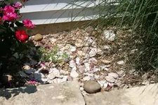 Mrs Buckhunters flower beds 6.webp