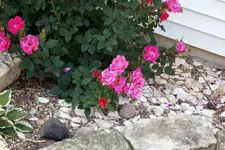 Mrs Buckhunters flower beds 7.webp